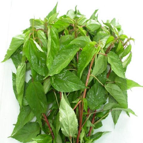 Rau đay đỏ
